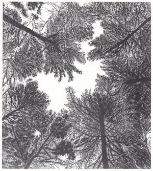 David Robertson, Canopy