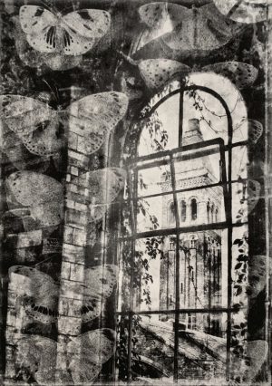 Lindsey Moran, Lepidoptera